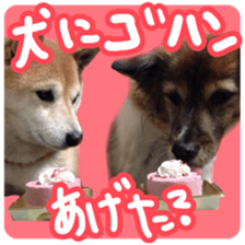 Chiroru& momo01 sticker #14464969