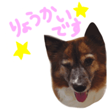 Chiroru& momo01 sticker #14464970