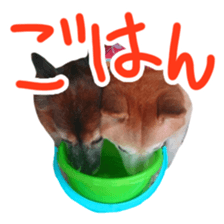 Chiroru& momo01 sticker #14464974