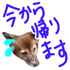 Chiroru& momo01 sticker #14464976