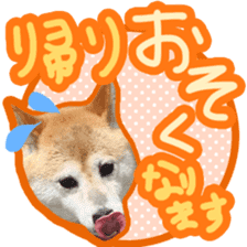 Chiroru& momo01 sticker #14464977