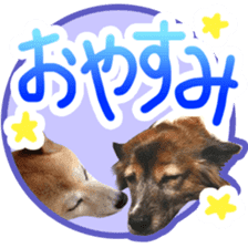 Chiroru& momo01 sticker #14464981