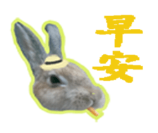 Lovely rabbit Alice sticker #14468111