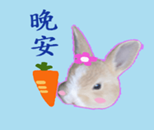 Lovely rabbit Alice sticker #14468114