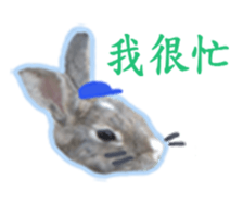 Lovely rabbit Alice sticker #14468116