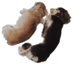 cosuyuzu sticker2 sticker #14468883