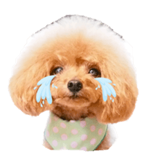 fanchocorin3 sticker #14469167