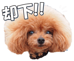 fanchocorin3 sticker #14469168