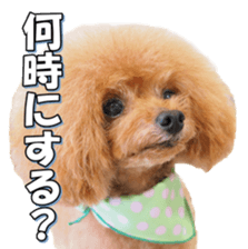 fanchocorin3 sticker #14469170