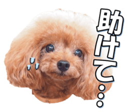 fanchocorin3 sticker #14469171