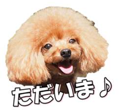 fanchocorin3 sticker #14469172