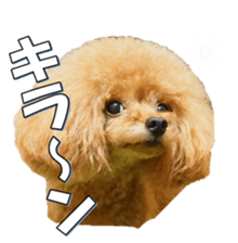 fanchocorin3 sticker #14469173