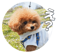 fanchocorin3 sticker #14469181