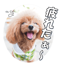 fanchocorin3 sticker #14469182