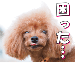 fanchocorin3 sticker #14469183