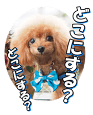 fanchocorin3 sticker #14469184