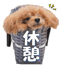 fanchocorin3 sticker #14469185