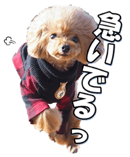 fanchocorin3 sticker #14469187