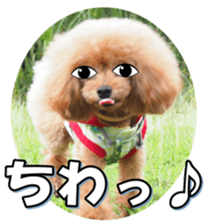 fanchocorin3 sticker #14469194