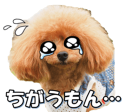 fanchocorin3 sticker #14469196