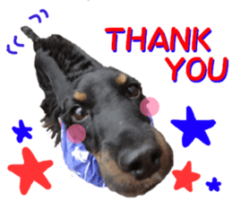 REAL English Cocker Spaniel 2 sticker #14471424