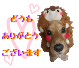 REAL English Cocker Spaniel 2 sticker #14471425