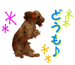 REAL English Cocker Spaniel 2 sticker #14471426