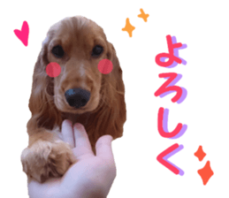 REAL English Cocker Spaniel 2 sticker #14471427