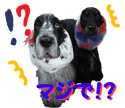 REAL English Cocker Spaniel 2 sticker #14471428