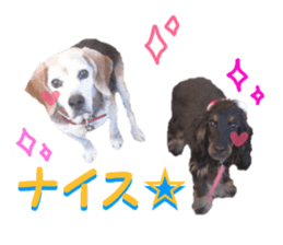 REAL English Cocker Spaniel 2 sticker #14471429