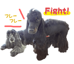 REAL English Cocker Spaniel 2 sticker #14471430
