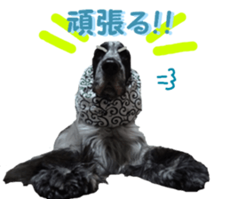 REAL English Cocker Spaniel 2 sticker #14471431