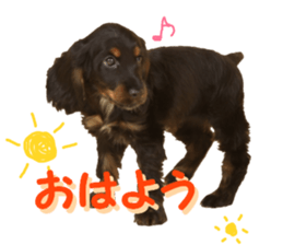 REAL English Cocker Spaniel 2 sticker #14471432