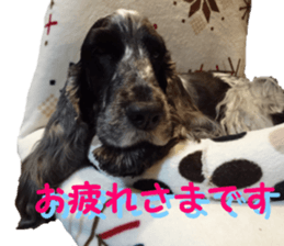 REAL English Cocker Spaniel 2 sticker #14471433