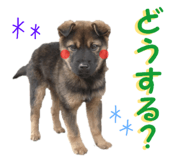 REAL English Cocker Spaniel 2 sticker #14471434