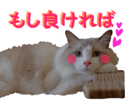 REAL English Cocker Spaniel 2 sticker #14471435