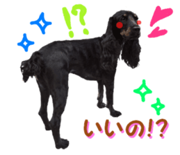 REAL English Cocker Spaniel 2 sticker #14471436