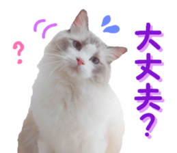 REAL English Cocker Spaniel 2 sticker #14471437