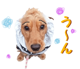 REAL English Cocker Spaniel 2 sticker #14471438