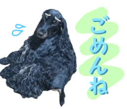 REAL English Cocker Spaniel 2 sticker #14471439