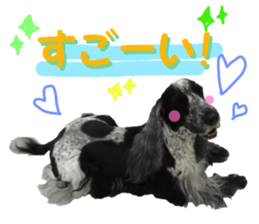 REAL English Cocker Spaniel 2 sticker #14471440