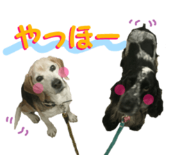 REAL English Cocker Spaniel 2 sticker #14471441