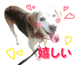 REAL English Cocker Spaniel 2 sticker #14471442