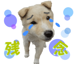 REAL English Cocker Spaniel 2 sticker #14471443