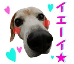 REAL English Cocker Spaniel 2 sticker #14471444