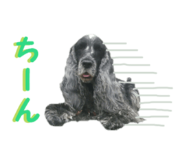 REAL English Cocker Spaniel 2 sticker #14471445