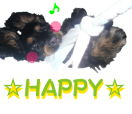 REAL English Cocker Spaniel 2 sticker #14471446