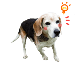 REAL English Cocker Spaniel 2 sticker #14471447