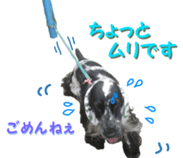 REAL English Cocker Spaniel 2 sticker #14471448