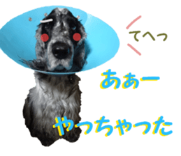 REAL English Cocker Spaniel 2 sticker #14471449